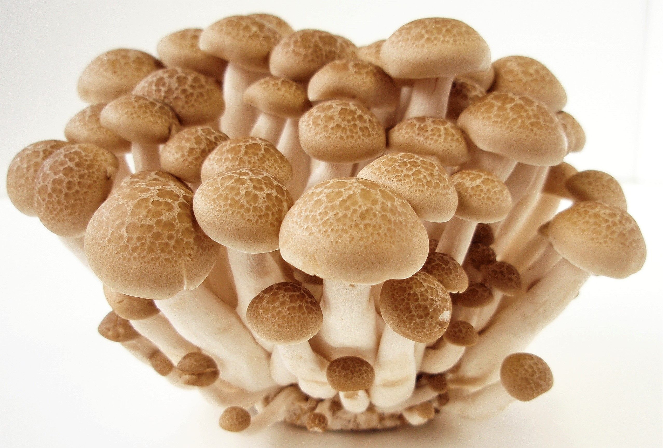 新鲜 真姬菇/蟹味菇 150g